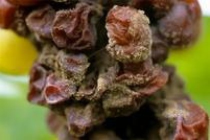贵腐酒，世界三大产区著名的贵腐酒