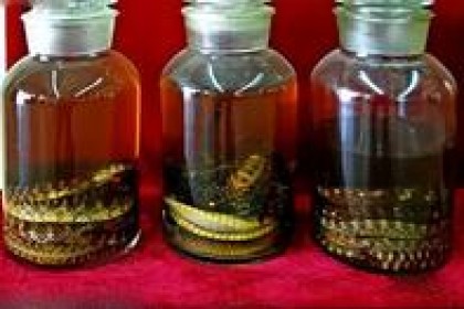 蛇酒是蛇的“洗澡水”？ 为什么毒蛇泡酒一年还能伤人？ 我可以喝这酒吗