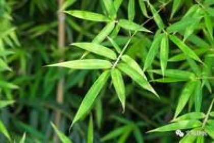 酿出花香——竹叶青酒
