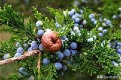 真正的全麦技术 – 如何在家制作杜松子酒