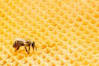 建华营养课：自制蜂蜜酒可以吗？ 自制蜂蜜酒需要注意什么？