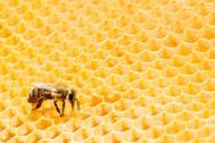 建华营养课：自制蜂蜜酒可以吗？ 自制蜂蜜酒需要注意什么？
