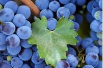 新型健康饮品——蓝莓酒