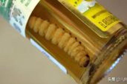 含有蠕虫的龙舌兰酒真的是墨西哥的国酒吗？