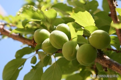 梅酒，在中国重新种植