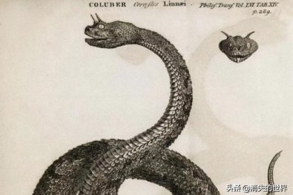 浸泡了12个月的蛇酒，开瓶后喷涌而出，将人杀死。 为什么蛇泡这么久没死？