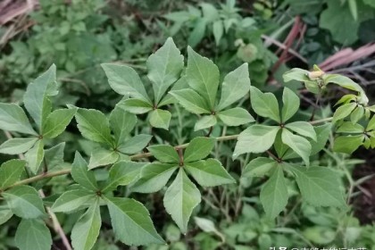 给你换不来黄金的五甲之皮，可大补肝肾精血，充实先天根基。 老少皆宜
