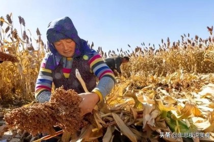 为什么名酒都喜欢用高粱酿酒？ 茅台员工不小心口误，恍然大悟