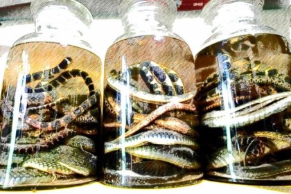 毒蛇用白酒泡了一年，不但没有死，反而能伤人。 这是怎么回事？