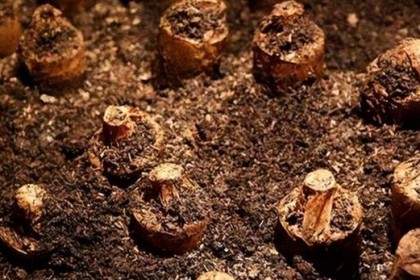 埋酒可以喝吗 专家：存酒注意这2点，谨防好酒变坏酒