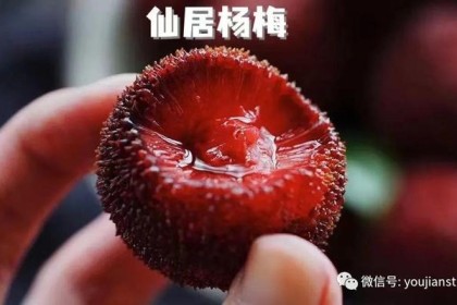 夏天做杨梅酒，6年经验教你，简单易做又好吃，两三年也不会坏