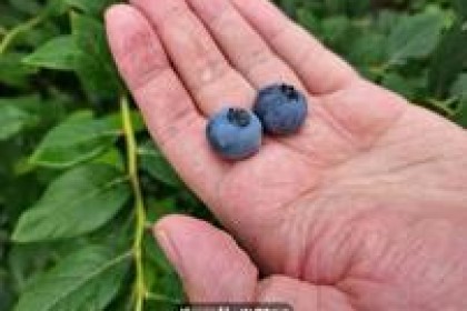 我为家乡的水果代言⑦｜50毛钱的蓝莓，可以榨酒做馒头，福利在文末
