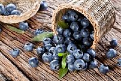 果酒工艺-自制蓝莓酒的详细步骤