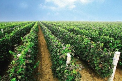 130年前，张裕在中国引进第一颗酿酒葡萄，130年后，张裕在全球布局25万亩葡萄园