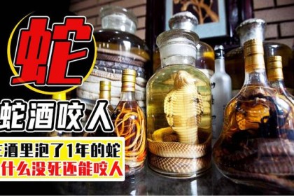2002年，广西男子打开封存一年的蛇酒，蛇活了下来咬住他的脖子