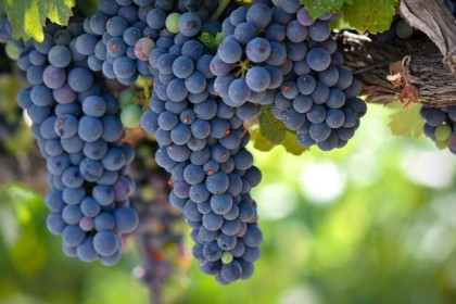 了解十大常见葡萄酒品种，提升你的品酒水平